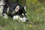 ALASKAN MALAMUTE 365